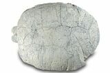 Fossil Tortoise (Testudo) Shell - South Dakota #265288-5